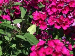 Hohe Flammenblume 'Raving Beauty' 14 Hohe Flammenblume 'Raving Beauty' -Edelrosen Geschaft hohe flammenblume raving beauty m059943 w 5