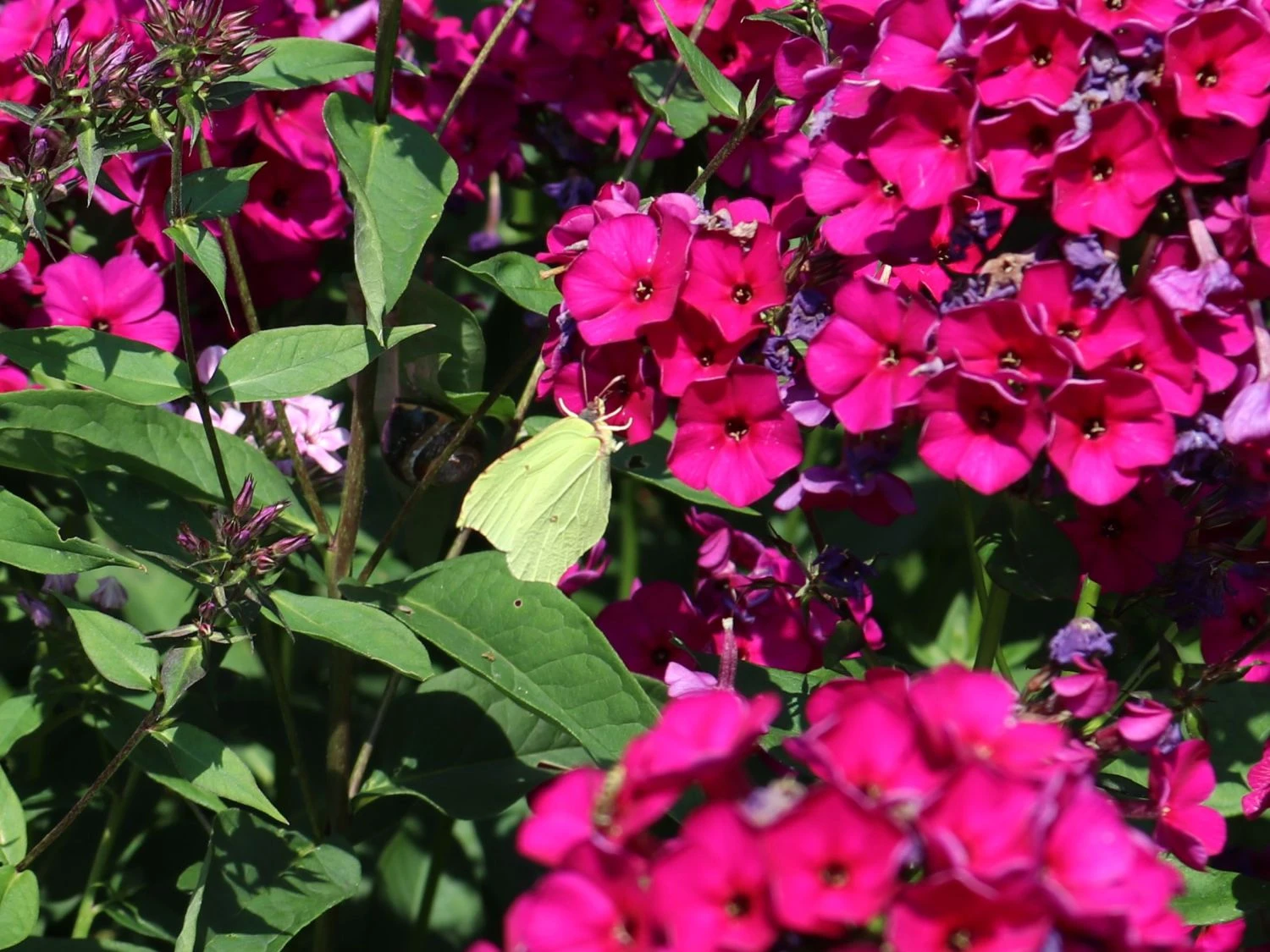 Hohe Flammenblume 'Raving Beauty' 5 Hohe Flammenblume 'Raving Beauty' – Bild 5