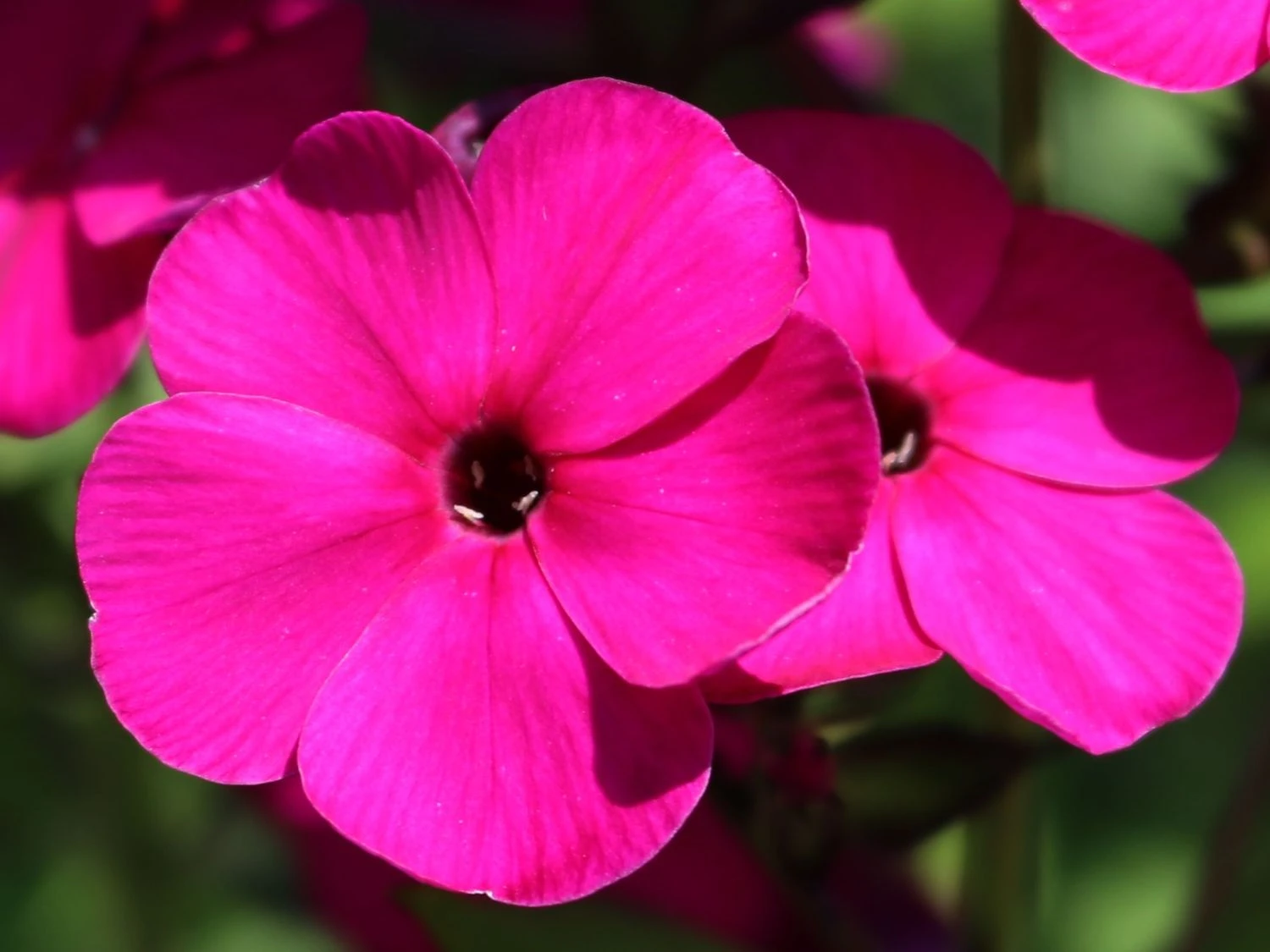 Hohe Flammenblume 'Raving Beauty' 8 Hohe Flammenblume 'Raving Beauty' – Bild 8