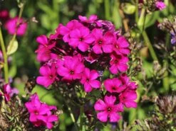 Hohe Flammenblume 'Raving Beauty' 12 Hohe Flammenblume 'Raving Beauty' -Edelrosen Geschaft hohe flammenblume raving beauty m059943 w 7