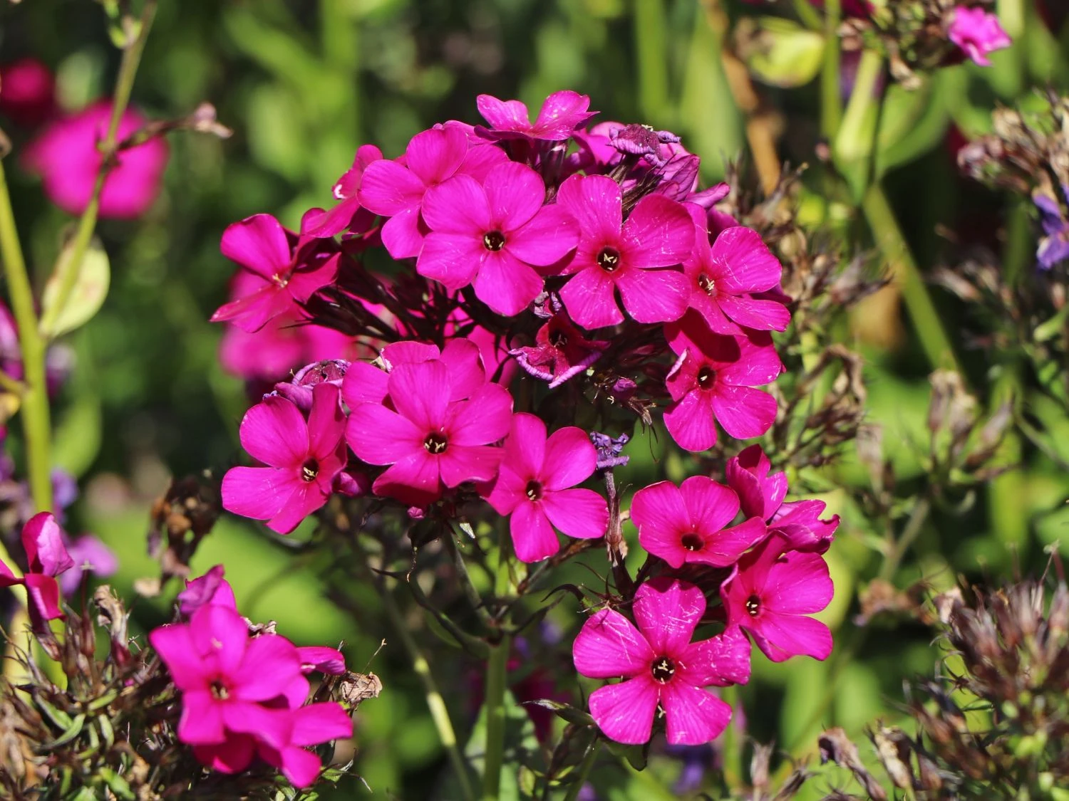 Hohe Flammenblume 'Raving Beauty' 3 Hohe Flammenblume 'Raving Beauty' – Bild 3