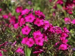 Hohe Flammenblume 'Raving Beauty' 19 Hohe Flammenblume 'Raving Beauty' -Edelrosen Geschaft hohe flammenblume raving beauty m059943 w 8