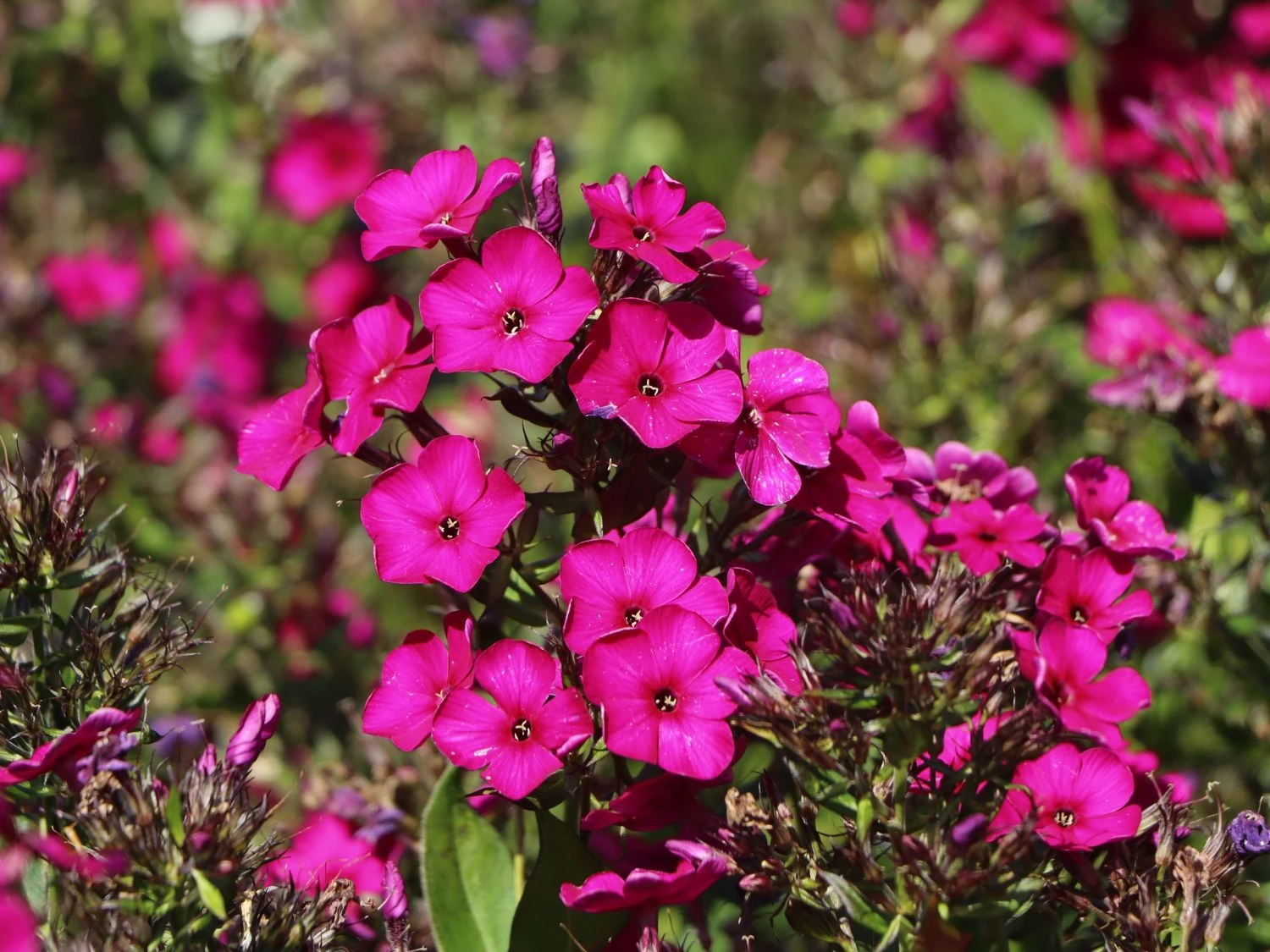 Hohe Flammenblume 'Raving Beauty' 10 Hohe Flammenblume 'Raving Beauty' – Bild 10