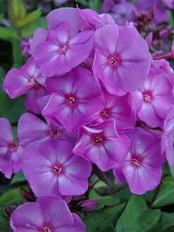 Hohe Flammenblume 'Sweet Summer Temptation' -Edelrosen Geschaft hohe flammenblume sweet summer temptation m062814 w 0