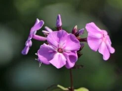 Hohe Flammenblume 'Sweet Summer Temptation' -Edelrosen Geschaft hohe flammenblume sweet summer temptation m062814 w 2