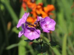 Hohe Flammenblume 'Sweet Summer Temptation' -Edelrosen Geschaft hohe flammenblume sweet summer temptation m062814 w 3