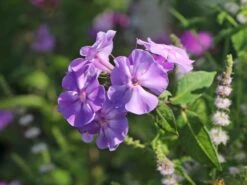 Hohe Flammenblume 'Sweet Summer Temptation' -Edelrosen Geschaft hohe flammenblume sweet summer temptation m062814 w 5