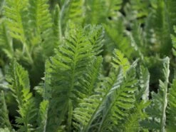 Hohe Gold-Garbe 'Cloth Of Gold' -Edelrosen Geschaft hohe gold garbe cloth of gold m057539 w 0