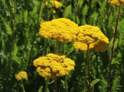 Hohe Gold-Garbe 'Cloth Of Gold' -Edelrosen Geschaft hohe gold garbe cloth of gold m057539 w 1