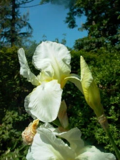 Hohe Schwertlilie 'Lugano' -Edelrosen Geschaft hohe schwertlilie lugano m079901 w 0