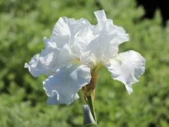 Hohe Schwertlilie 'Lugano' -Edelrosen Geschaft hohe schwertlilie lugano m079901 w 1