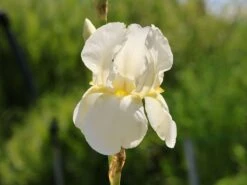 Hohe Schwertlilie 'Lugano' -Edelrosen Geschaft hohe schwertlilie lugano m079901 w 4