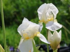 Hohe Schwertlilie 'Lugano' -Edelrosen Geschaft hohe schwertlilie lugano m079901 w 5