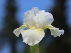 Hohe Schwertlilie 'Lugano' -Edelrosen Geschaft hohe schwertlilie lugano m079901 w 6