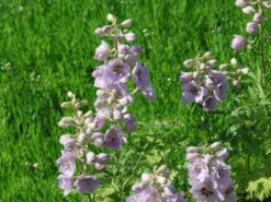 Hoher Rittersporn 'Sky Sensation' -Edelrosen Geschaft hoher rittersporn sky sensation m083139 w 0