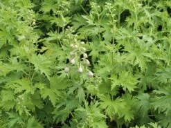 Hoher Rittersporn 'Sky Sensation' -Edelrosen Geschaft hoher rittersporn sky sensation m083139 w 1