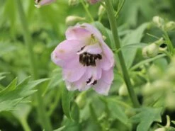 Hoher Rittersporn 'Sky Sensation' -Edelrosen Geschaft hoher rittersporn sky sensation m083139 w 3