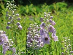 Hoher Rittersporn 'Sky Sensation' -Edelrosen Geschaft hoher rittersporn sky sensation m083139 w 5