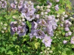 Hoher Rittersporn 'Sky Sensation' -Edelrosen Geschaft hoher rittersporn sky sensation m083139 w 6