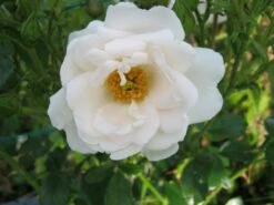 Kletterrose 'Hella' -Edelrosen Geschaft i46236 Kletterrose Hella 82479 0