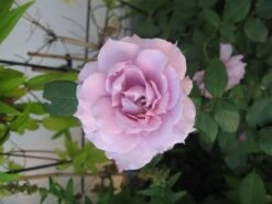 Beetrose 'Novalis' ® 39 Beetrose 'Novalis' ® -Edelrosen Geschaft i52544 Beetrose Novalis 354658 0