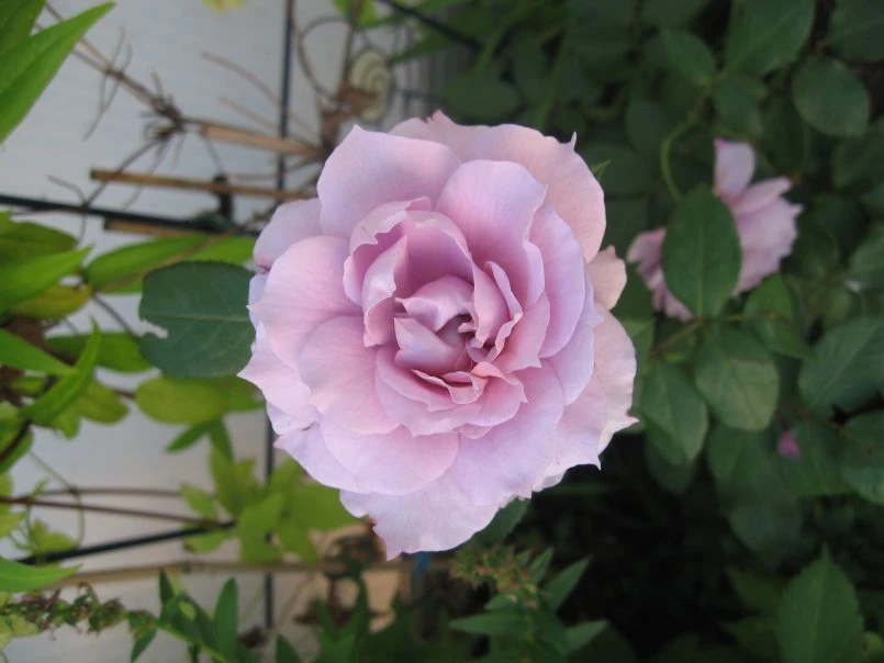 Beetrose 'Novalis' ® 20 Beetrose 'Novalis' ® – Bild 20