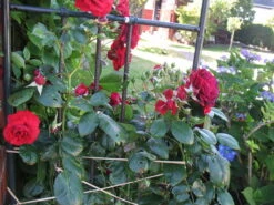 Kletterrose 'Belkanto' ® -Edelrosen Geschaft i52726 Kletterrose Belkanto 170002 0