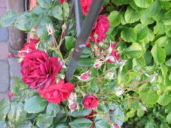 Kletterrose 'Belkanto' ® -Edelrosen Geschaft i52726 Kletterrose Belkanto 170002 1