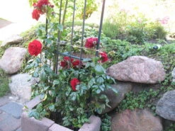 Kletterrose 'Belkanto' ® -Edelrosen Geschaft i52726 Kletterrose Belkanto 170002 2