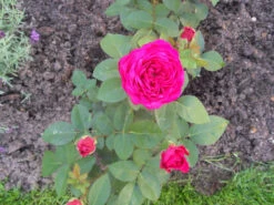 Beetrose 'Blue Parfum' ® -Edelrosen Geschaft i5644 Beetrose Blue Parfum 338900 0