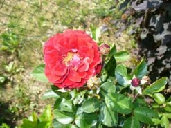 Kletterrose 'Naheglut' -Edelrosen Geschaft i9431 Kletterrose Naheglut 110876 1