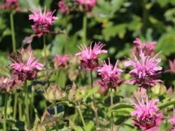 Indianernessel 'Cherokee'