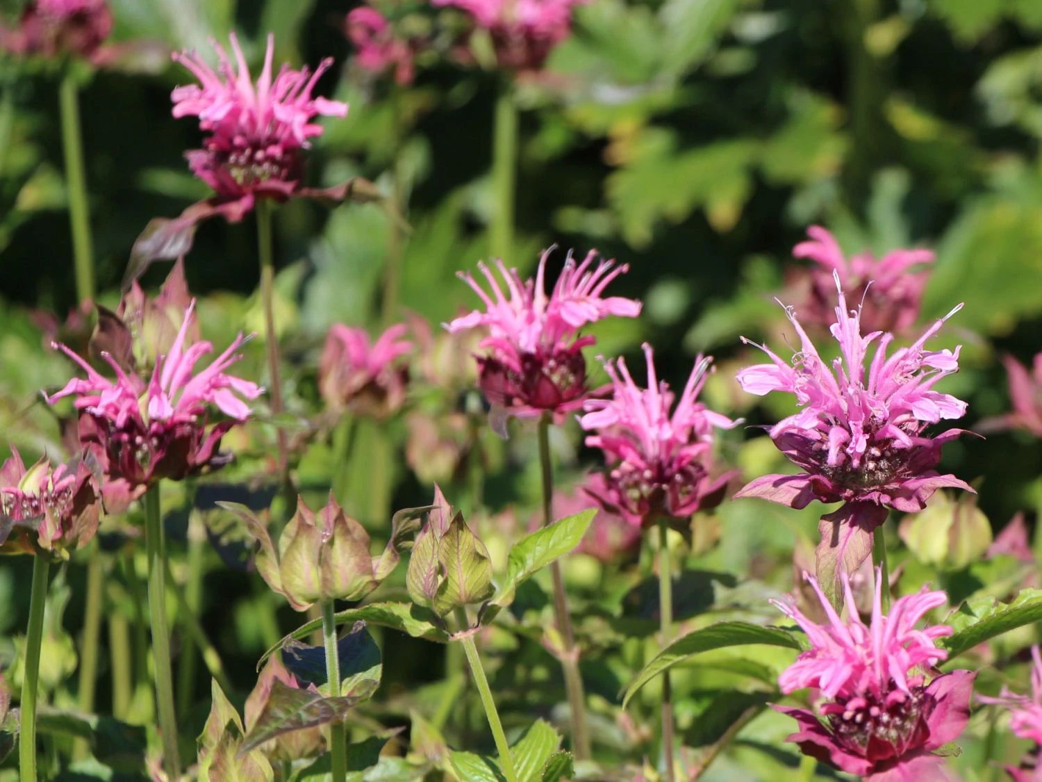 Indianernessel 'Cherokee' 1 Indianernessel 'Cherokee'