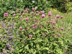 Indianernessel 'Cherokee' 6 Indianernessel 'Cherokee' -Edelrosen Geschaft indianernessel cherokee m059613 w 1