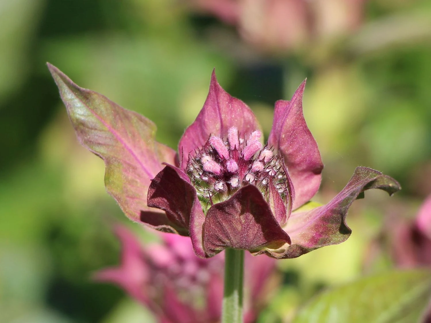 Indianernessel 'Cherokee' 4 Indianernessel 'Cherokee' – Bild 4