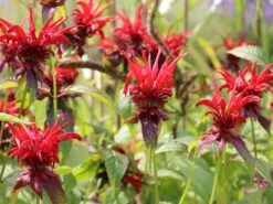 Indianernessel 'Gardenview Scarlet' 17 Indianernessel 'Gardenview Scarlet' -Edelrosen Geschaft indianernessel gardenview scarlet m012444 w 0