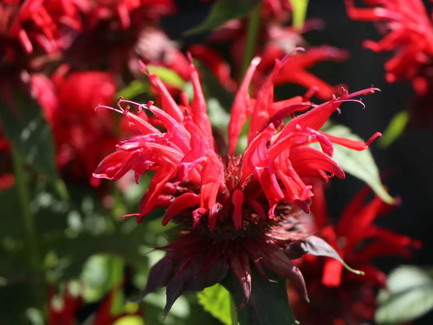 Indianernessel 'Gardenview Scarlet' 6 Indianernessel 'Gardenview Scarlet' – Bild 6