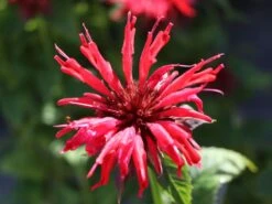 Indianernessel 'Gardenview Scarlet' 11 Indianernessel 'Gardenview Scarlet' -Edelrosen Geschaft indianernessel gardenview scarlet m012444 w 2