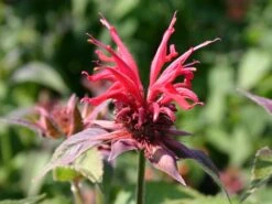 Indianernessel 'Gardenview Scarlet' 16 Indianernessel 'Gardenview Scarlet' -Edelrosen Geschaft indianernessel gardenview scarlet m012444 w 3