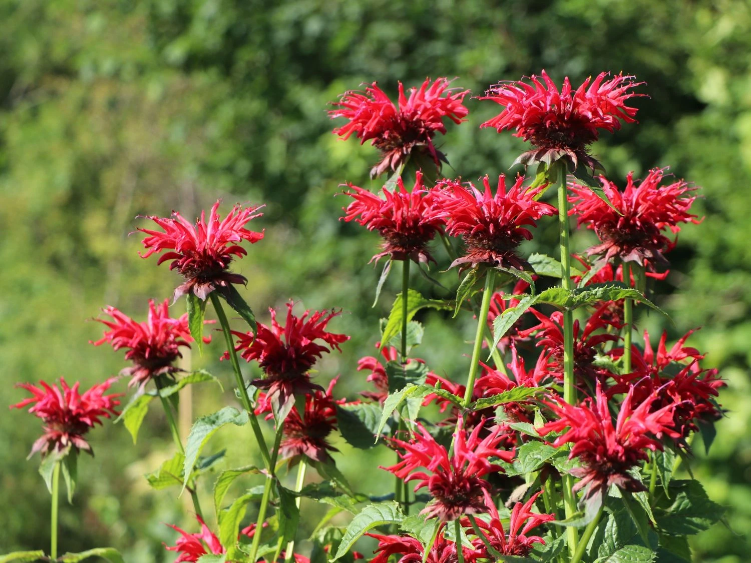 Indianernessel 'Gardenview Scarlet' 2 Indianernessel 'Gardenview Scarlet' – Bild 2