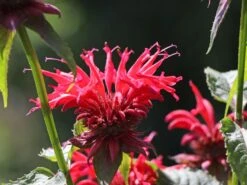 Indianernessel 'Gardenview Scarlet' 13 Indianernessel 'Gardenview Scarlet' -Edelrosen Geschaft indianernessel gardenview scarlet m012444 w 5