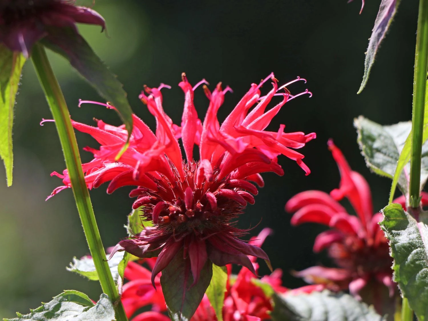 Indianernessel 'Gardenview Scarlet' 5 Indianernessel 'Gardenview Scarlet' – Bild 5