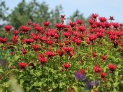 Indianernessel 'Gardenview Scarlet' 15 Indianernessel 'Gardenview Scarlet' -Edelrosen Geschaft indianernessel gardenview scarlet m012444 w 6