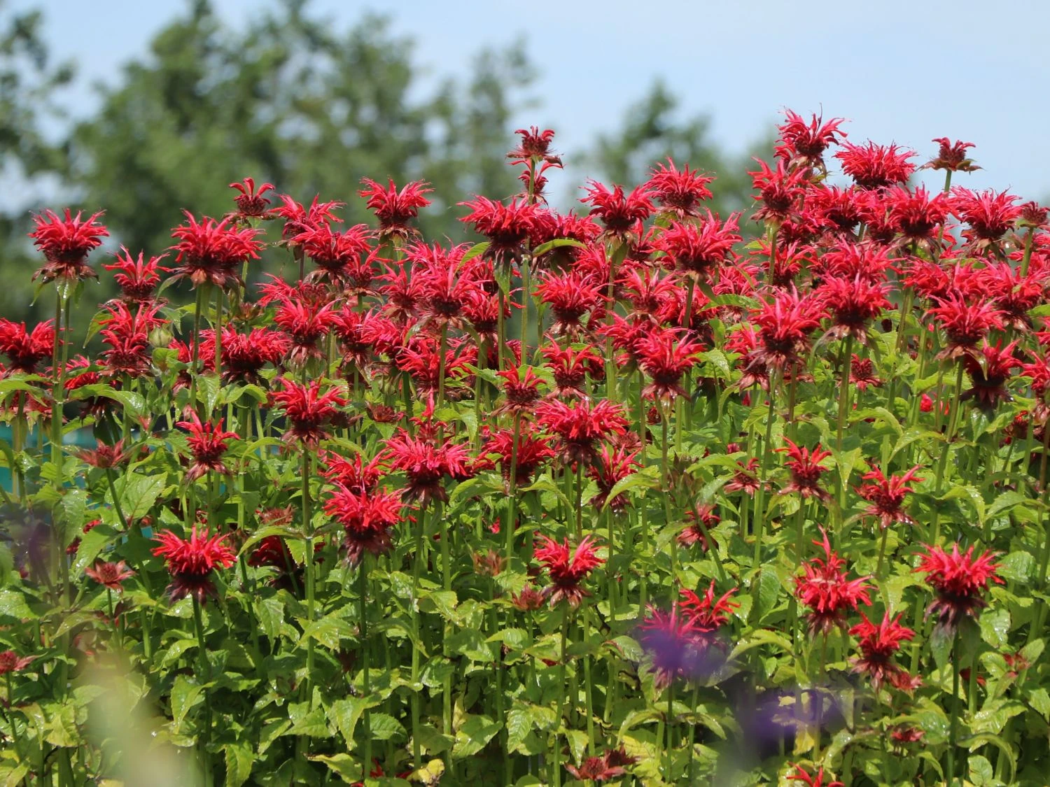 Indianernessel 'Gardenview Scarlet' 7 Indianernessel 'Gardenview Scarlet' – Bild 7