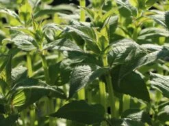 Indianernessel 'Gardenview Scarlet' 12 Indianernessel 'Gardenview Scarlet' -Edelrosen Geschaft indianernessel gardenview scarlet m012444 w 7