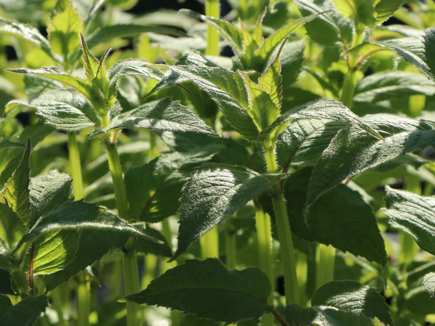 Indianernessel 'Gardenview Scarlet' 4 Indianernessel 'Gardenview Scarlet' – Bild 4