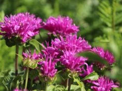 Niedrige Indianernessel 'Petite Delight'