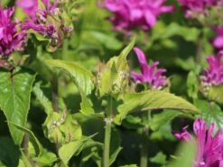 Niedrige Indianernessel 'Petite Delight' -Edelrosen Geschaft indianernessel petite delight m059587 w 1