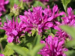 Niedrige Indianernessel 'Petite Delight' -Edelrosen Geschaft indianernessel petite delight m059587 w 2