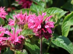 Indianernessel 'Pink Lace'